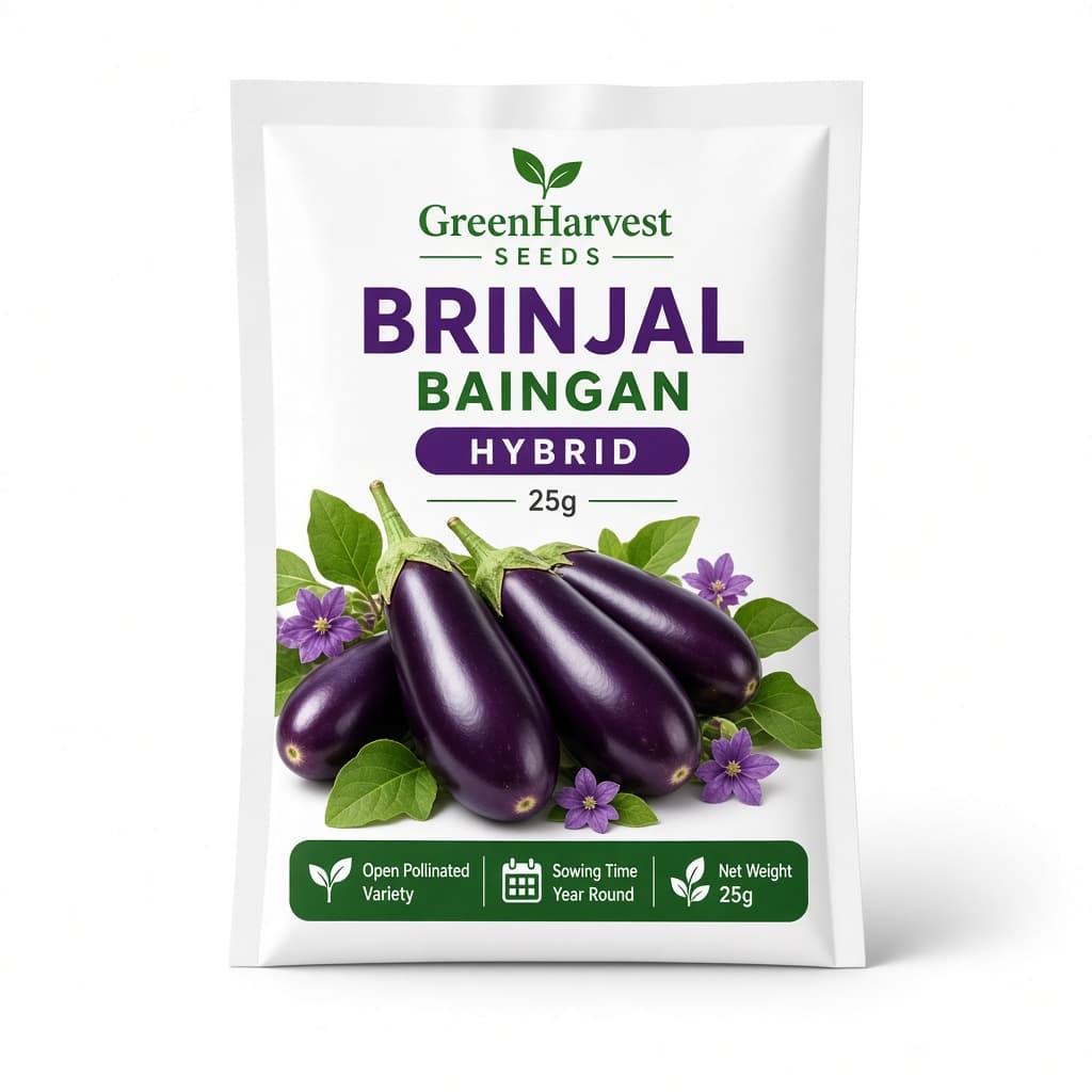 Brinjal (baingan) seed — 25 g